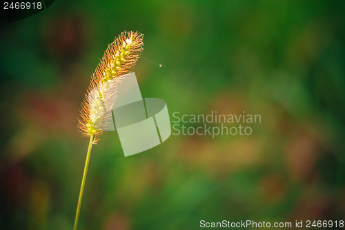 Image of Summer Grass.