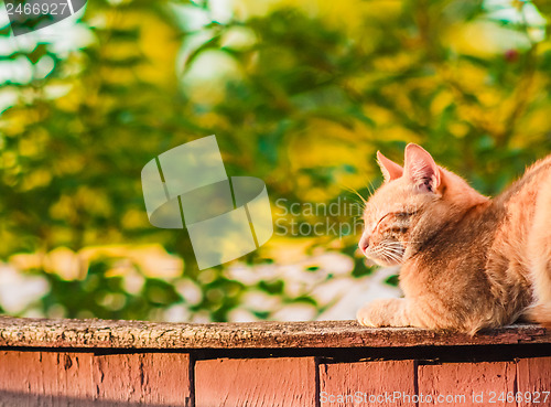 Image of Red Cat Sitting On The Fence