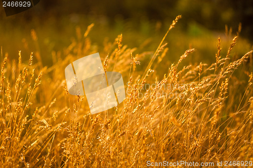 Image of Summer Grass On Meadow