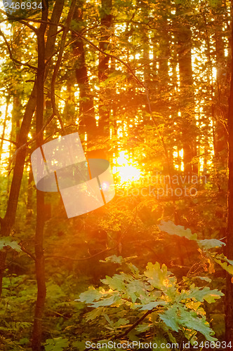 Image of Sunset In Autumn Forest 