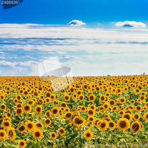 Image of Sun flowers Field Against A Blue Sky