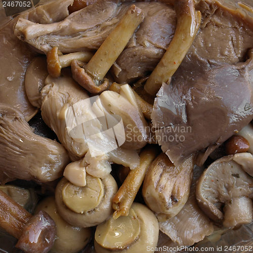 Image of Mushrooms picture