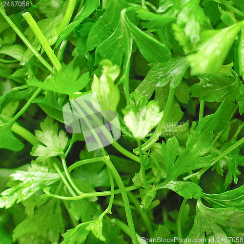 Image of Parsley