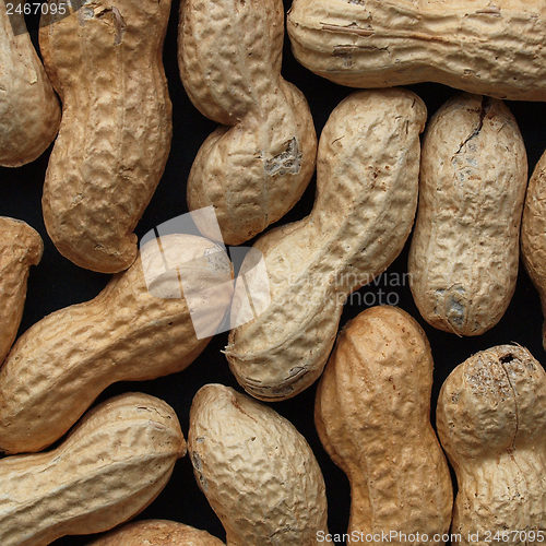 Image of Peanut picture