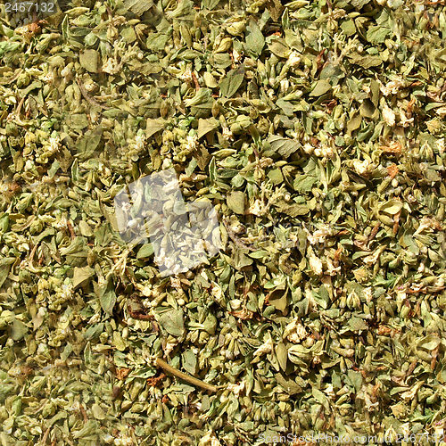 Image of Oregano