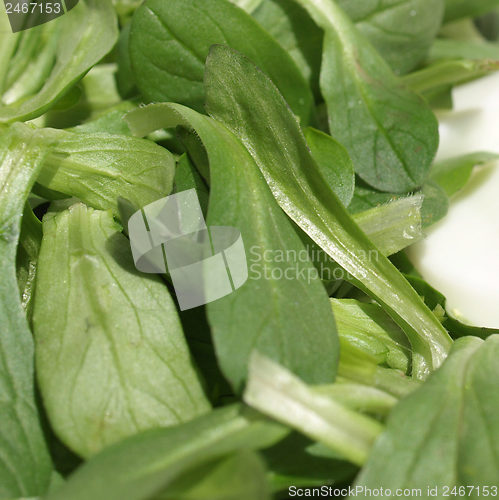 Image of Salad picture