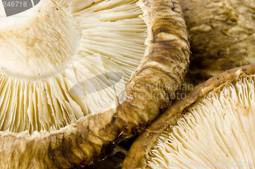 Image of Shiitake mushroom

