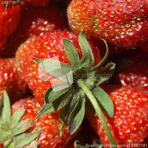 Image of Strawberries