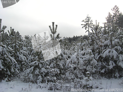 Image of Winter landscape in the forest