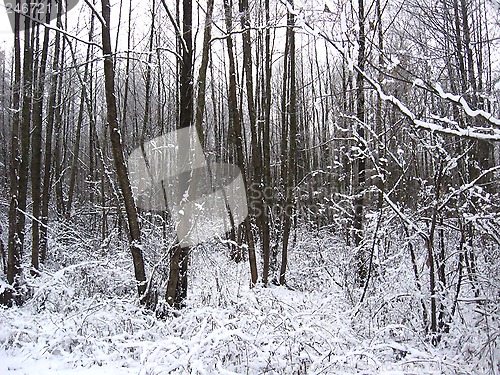 Image of Winter landscape in the forest