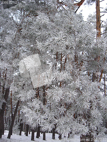 Image of branch of pine in hoar-frost