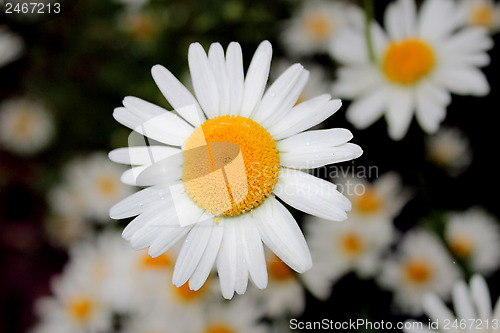 Image of white beautiful chamomiles