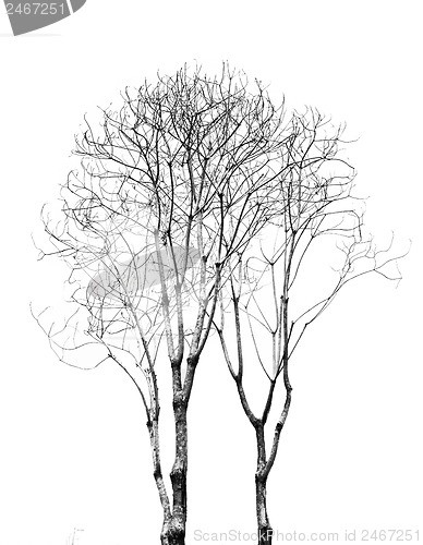 Image of Dead Tree