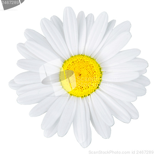 Image of camomile