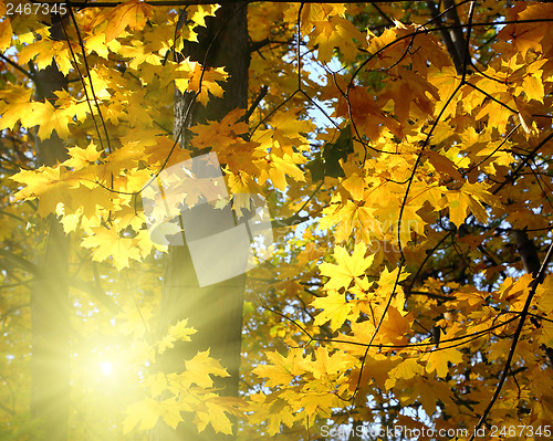 Image of autumn yellow leaves and sun