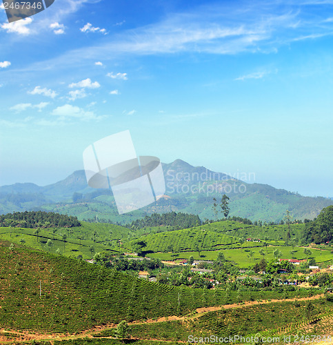 Image of mountain tea plantation landscape in India