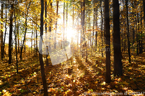 Image of autumn forest with sun