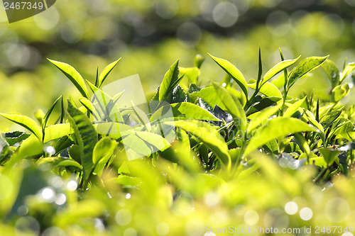 Image of tea leaves closeup