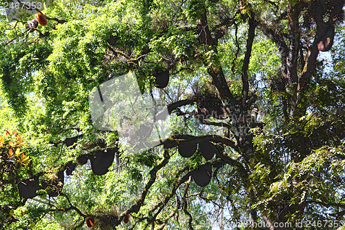 Image of wild bees beehive on tree