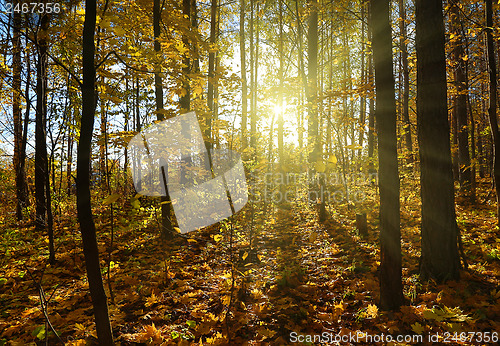 Image of autumn forest with sun