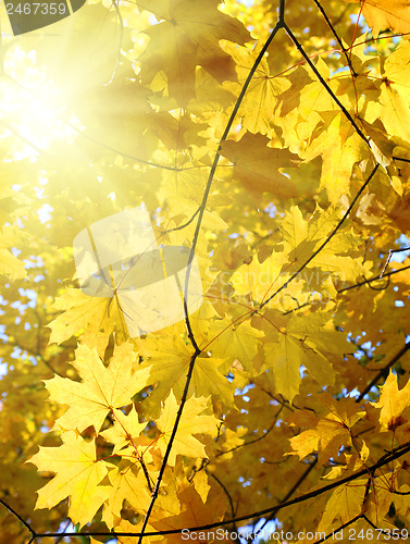 Image of autumn yellow leaves and sun