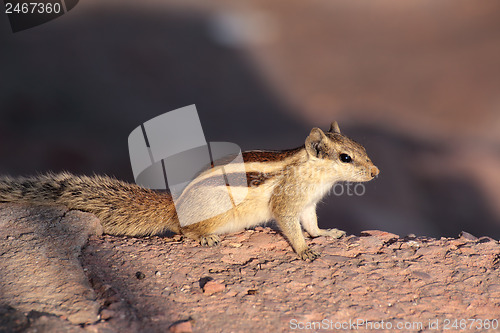 Image of chipmunk on stone