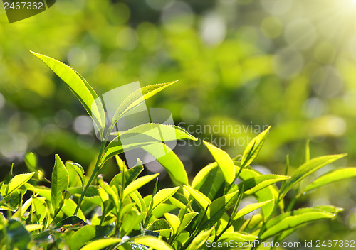Image of tea plants in sunbeams