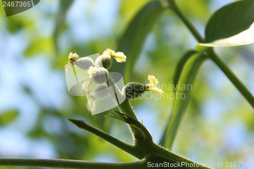 Image of flower of walnut on the branch of tree