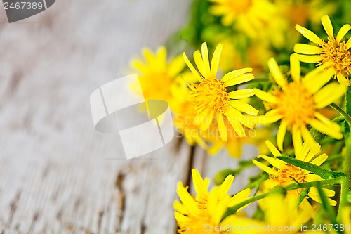 Image of wild yellow flowers 