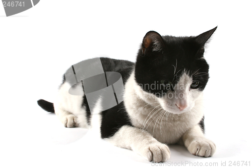 Image of Cute cat