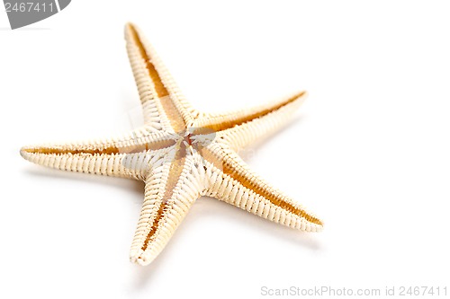 Image of starfish 