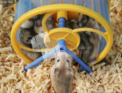 Image of Hamsters