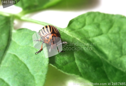 Image of colorado potato beetle