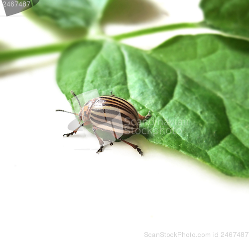 Image of colorado potato beetle