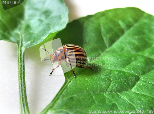 Image of colorado potato beetle