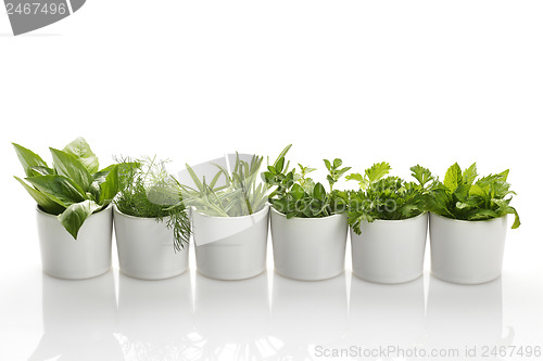 Image of Herbs