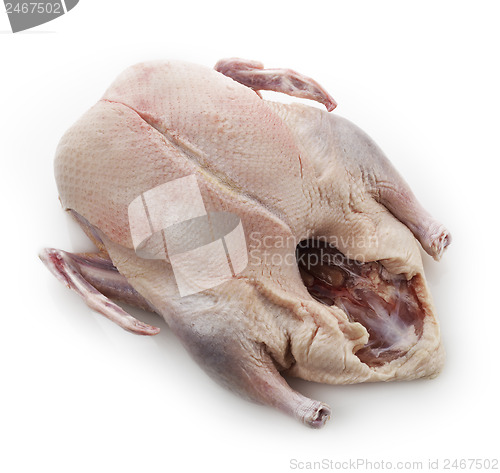 Image of Raw Whole Duck