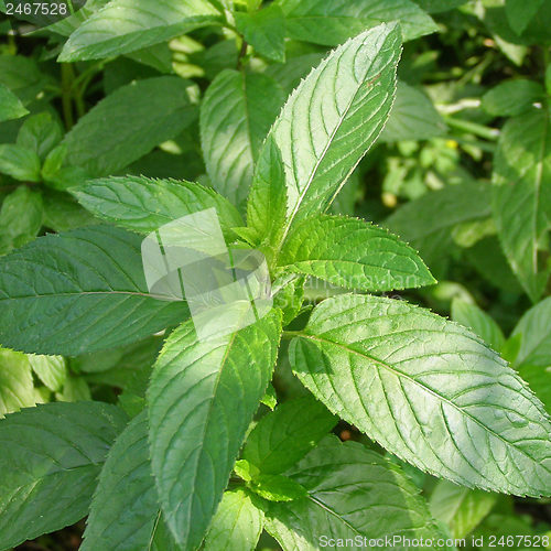 Image of Peppermint picture