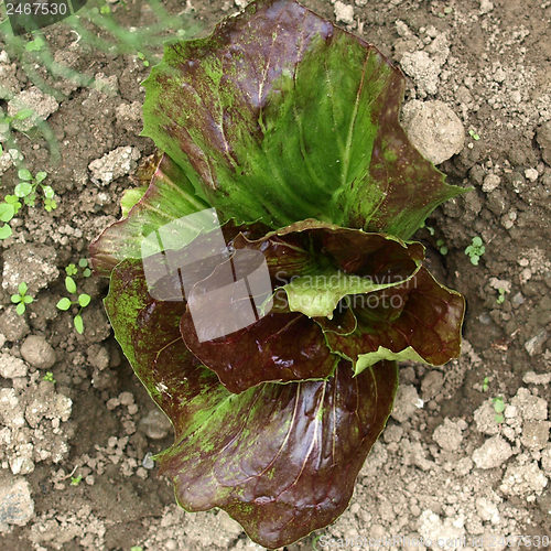 Image of Salad picture