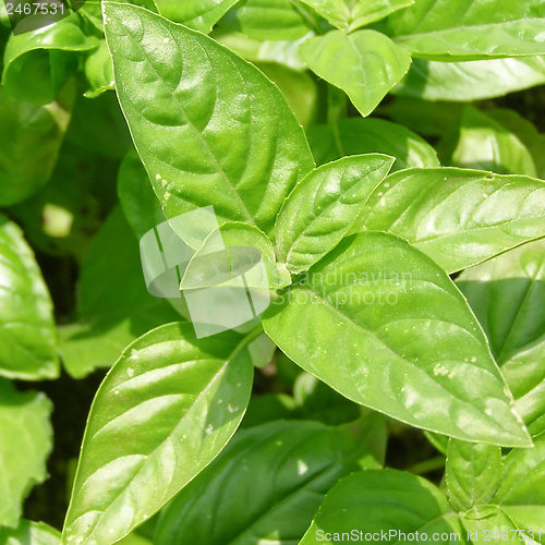 Image of Basil