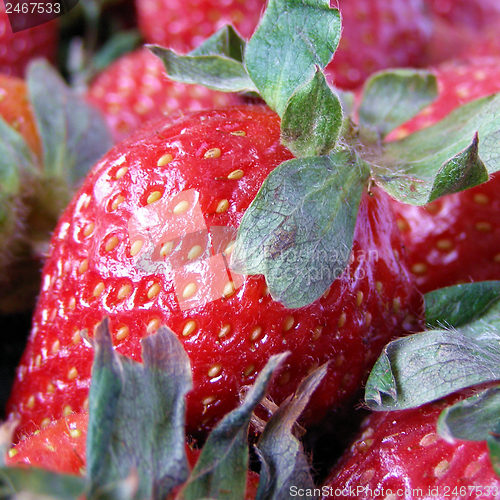 Image of Strawberry