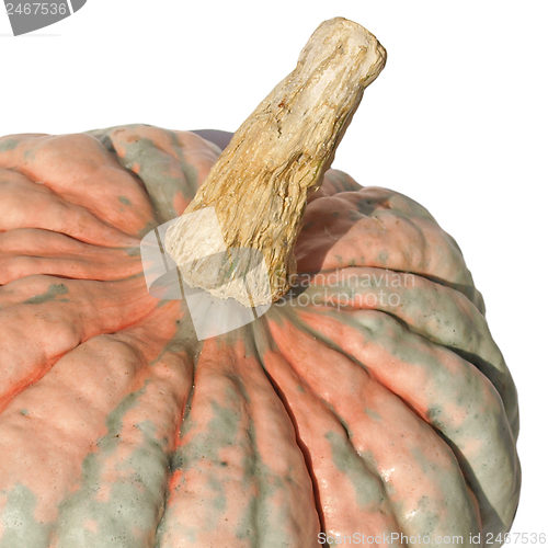 Image of Pumpkin