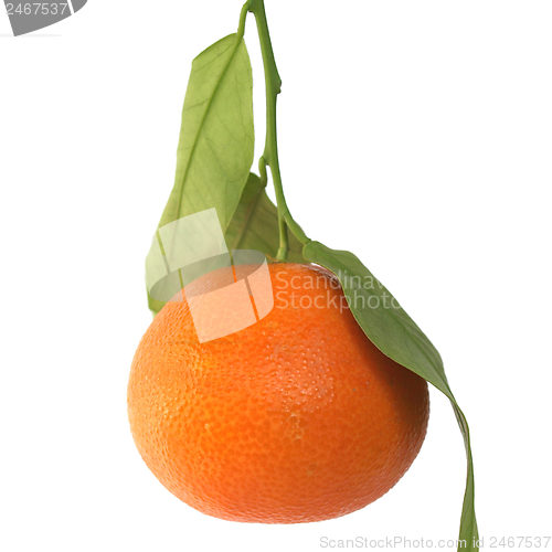 Image of Mandarin