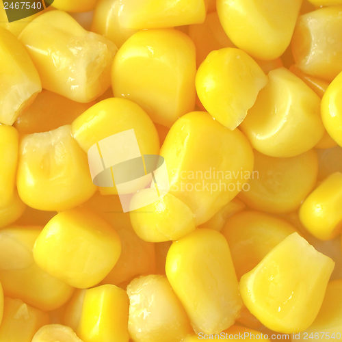 Image of Maize corn