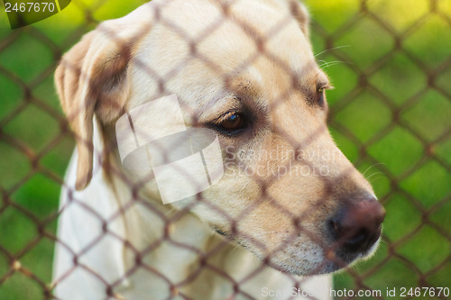 Image of Yellow Labrador Retriever Behind Fence
