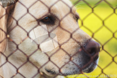 Image of Yellow Labrador Retriever Behind Fence