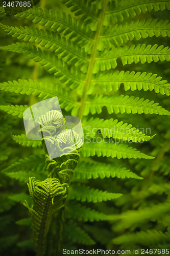 Image of Young Fern Leaf.