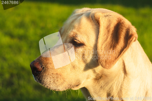 Image of Young Labrador