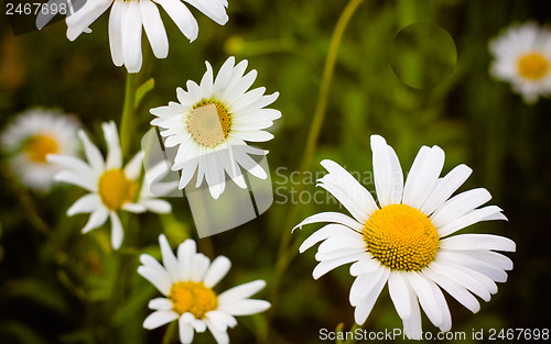 Image of White Chamomile