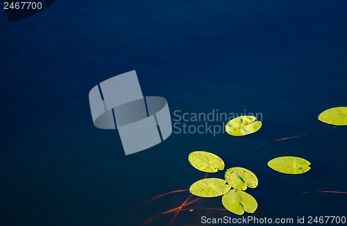 Image of Water Lily